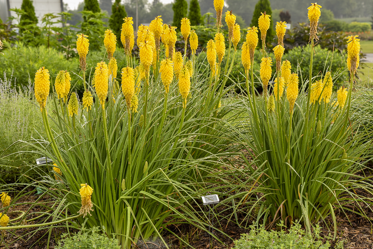 Kniphofia